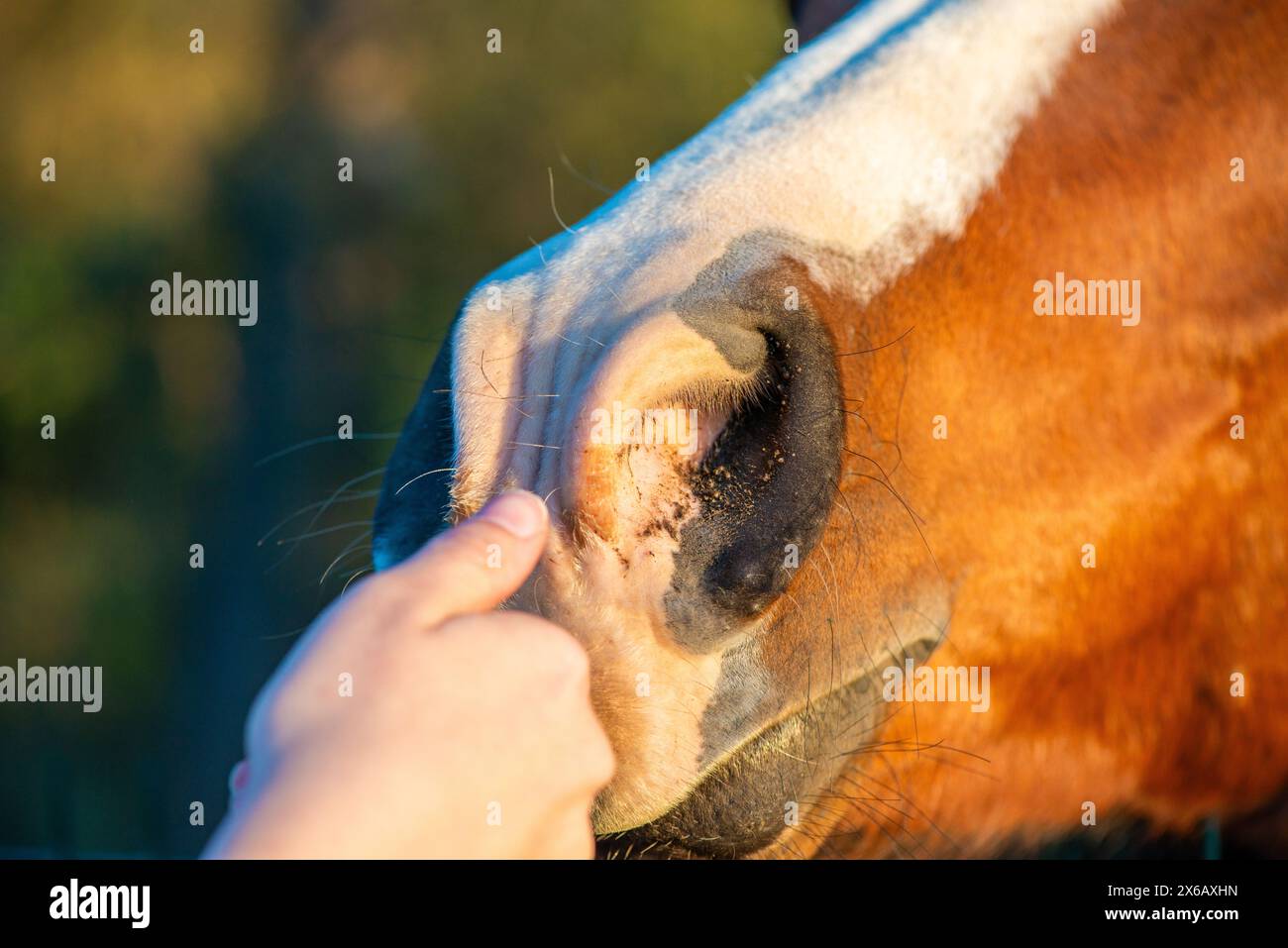 A serene moment captured as a woman's hand gently touches the nose of a beautiful brown horse, showcasing a deep bond of trust and affection. Stock Photo