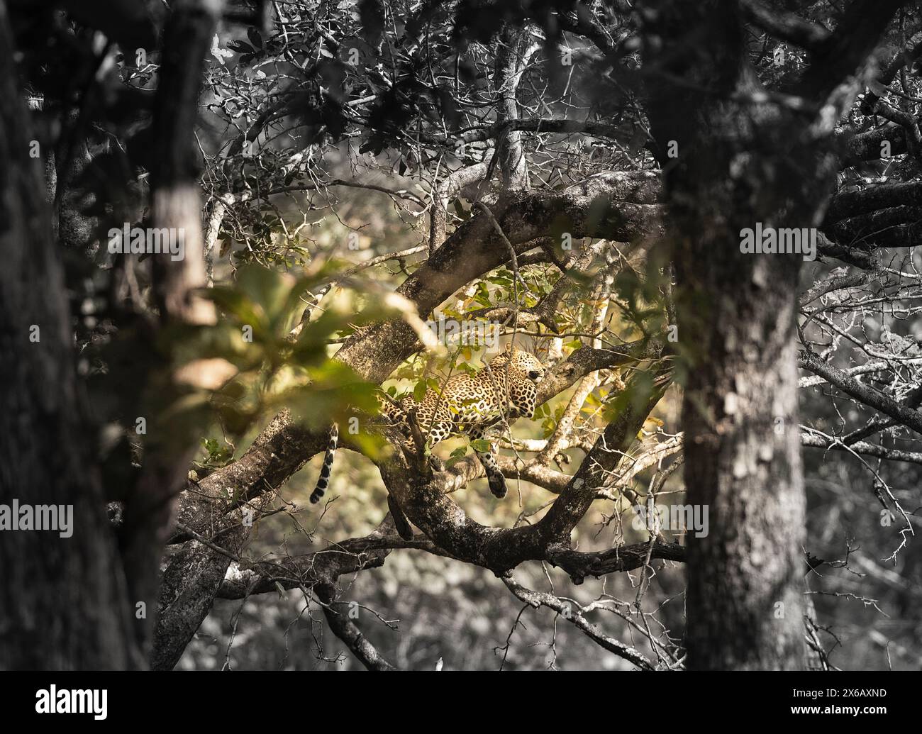 Leopard, Panthera pardus, in Kabini reserve. India Stock Photo