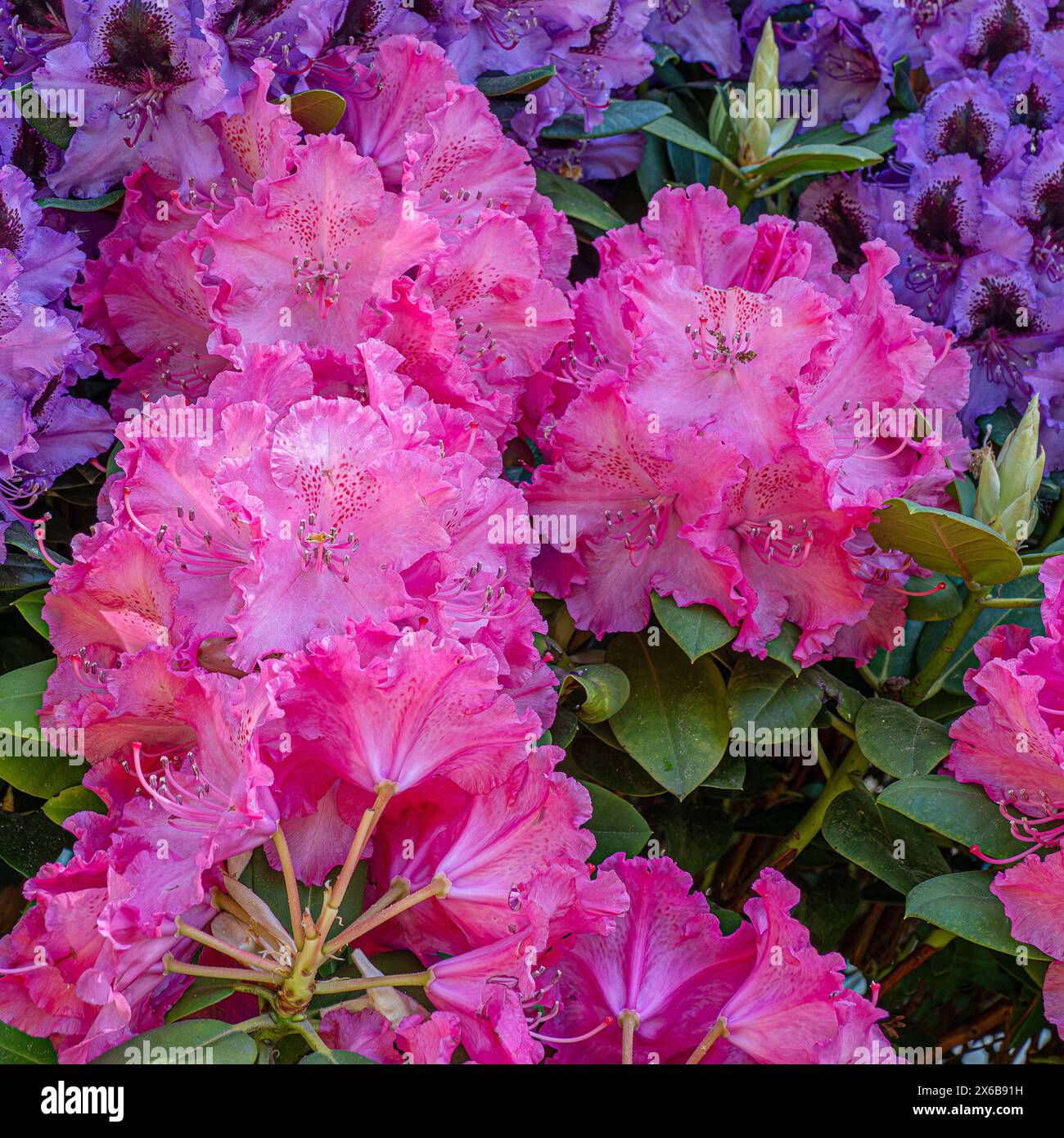 Rhododendronpark in GraalMüritz 13.05.2024 Symbolbild Rhododendren