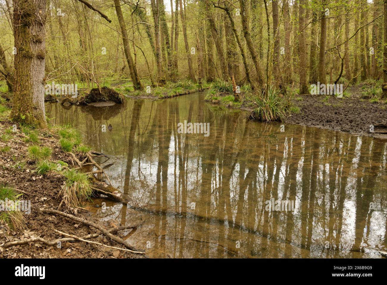 Cannop Brook flowing through dense, damp boggy woodland of Cannop Bridge Marsh Nature Reserve, Forest of Dean, Gloucestershire, UK, May. Stock Photo