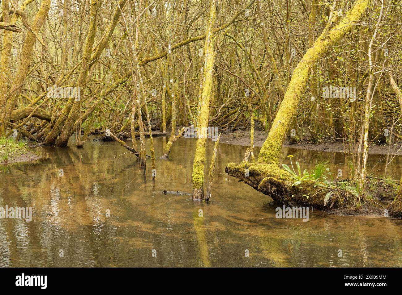 Cannop Brook flowing through dense, damp boggy woodland of Cannop Bridge Marsh Nature Reserve, Forest of Dean, Gloucestershire, UK, May. Stock Photo