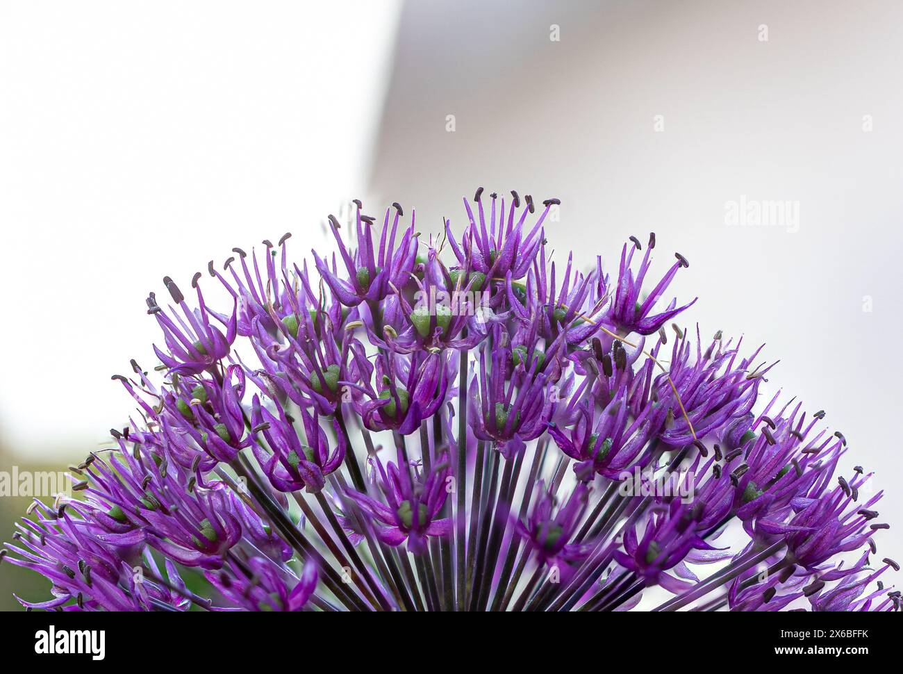 Close-up of an allium flower with many tiny blossoms in full bloom - stack, stacking Stock Photo