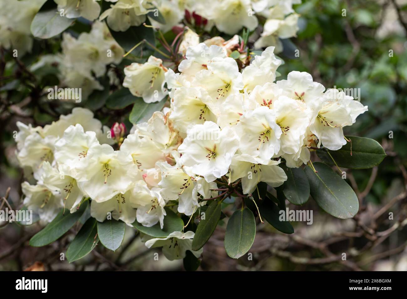 Rhododendron flowers blooming in May, United Kingdom Stock Photo