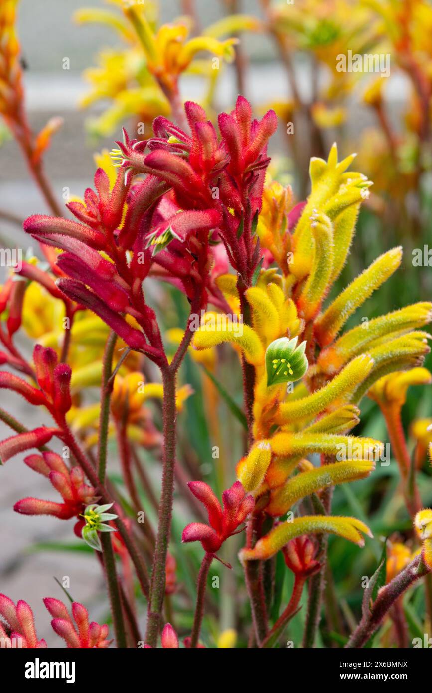 Kangaroo Paws Flower, Anigozanthos Stock Photo Alamy