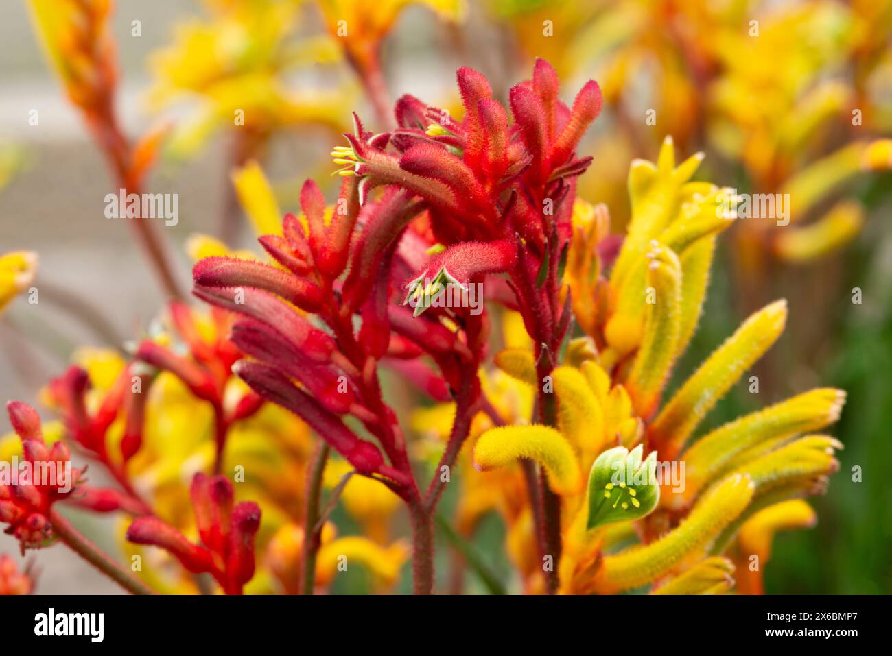 Kangaroo Paws Flower, Anigozanthos Stock Photo Alamy