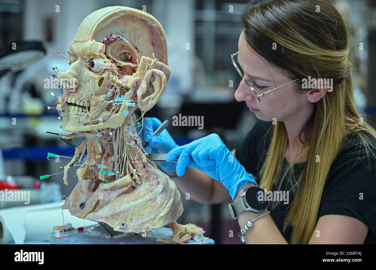 Guben, Germany. 13th May, 2024. An employee of Gubener Plastinate GmbH works in the workshop, where human bodies are mainly produced for teaching purposes, but also for exhibitions, such as the 'Body Worlds' by the cadaver dissector von Hagens. Rurik von Hagens is the son of the well-known medical anatomist and entrepreneur, Gunther von Hagens. He is the managing director of Gubener Plastinate GmbH. Credit: Patrick Pleul/dpa/Alamy Live News Stock Photo