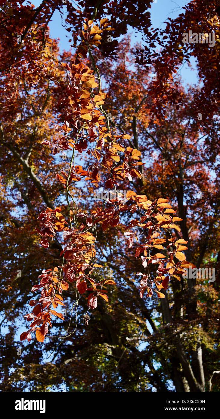 Branch of a copper beech with beautiful red foliage in spring. Stock Photo