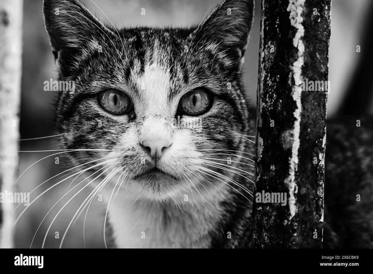 Stray cat in black and white Stock Photo Alamy