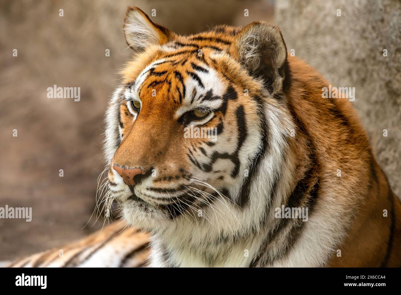 Sumatran Tiger Stock Photo