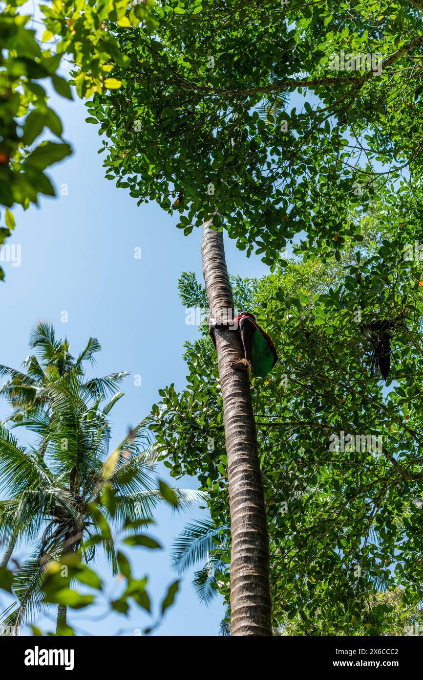 A local climbing a Palm tree Stock Photo