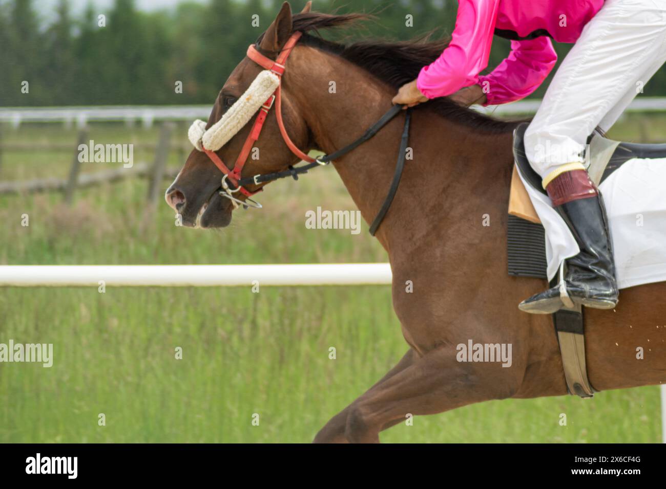purebred horse racing in an equestrian competition, Spain Stock Photo