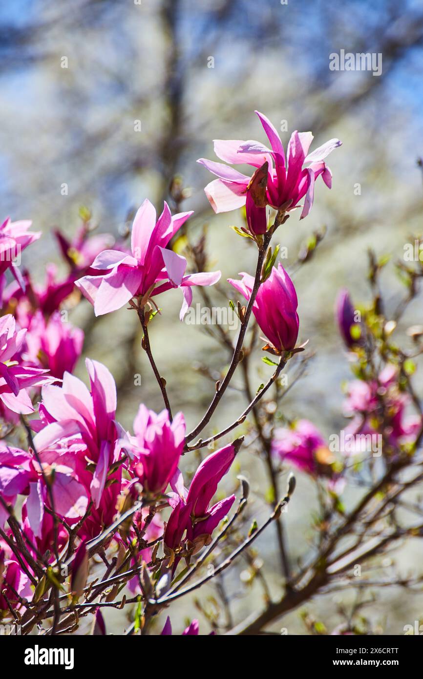 Springtime Pink Magnolia Blossoms in Soft Focus Stock Photo - Alamy