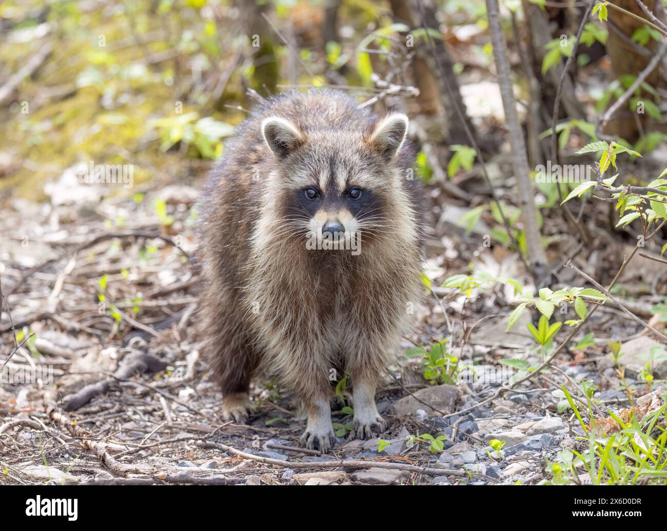 Raccoon in woods hi-res stock photography and images - Alamy