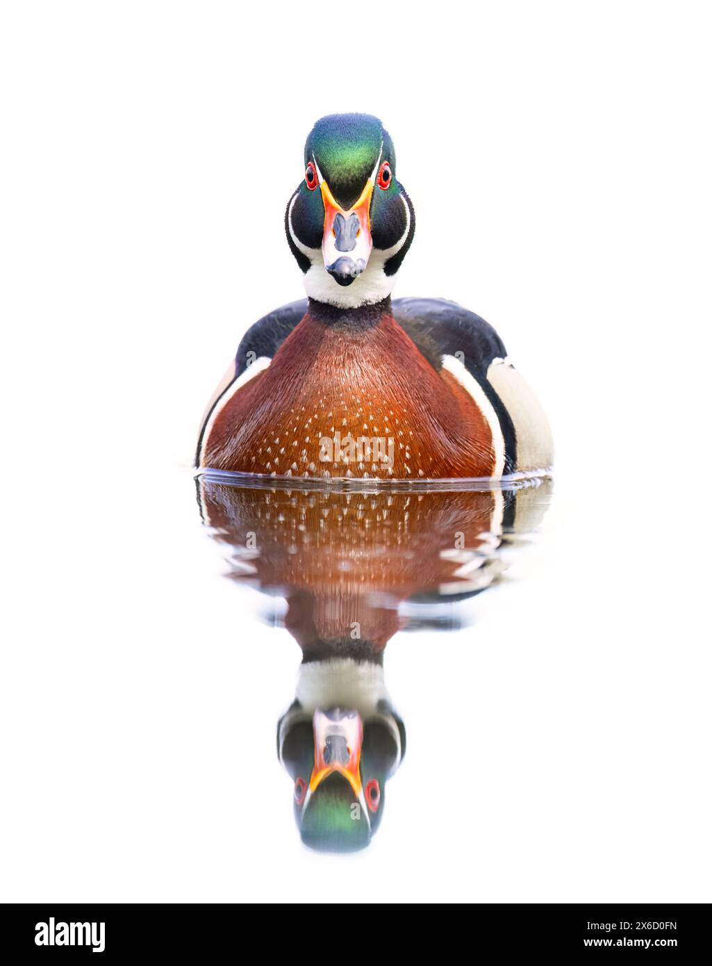 Closeup of a Wood duck male reflection swimming on Mud lake in Ottawa, Canada Stock Photo