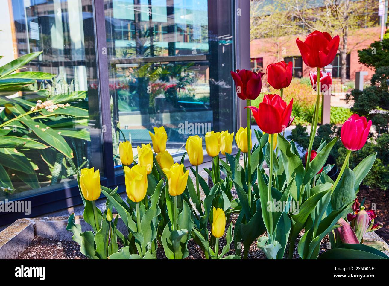 Garden red yellow tulips hi-res stock photography and images - Alamy