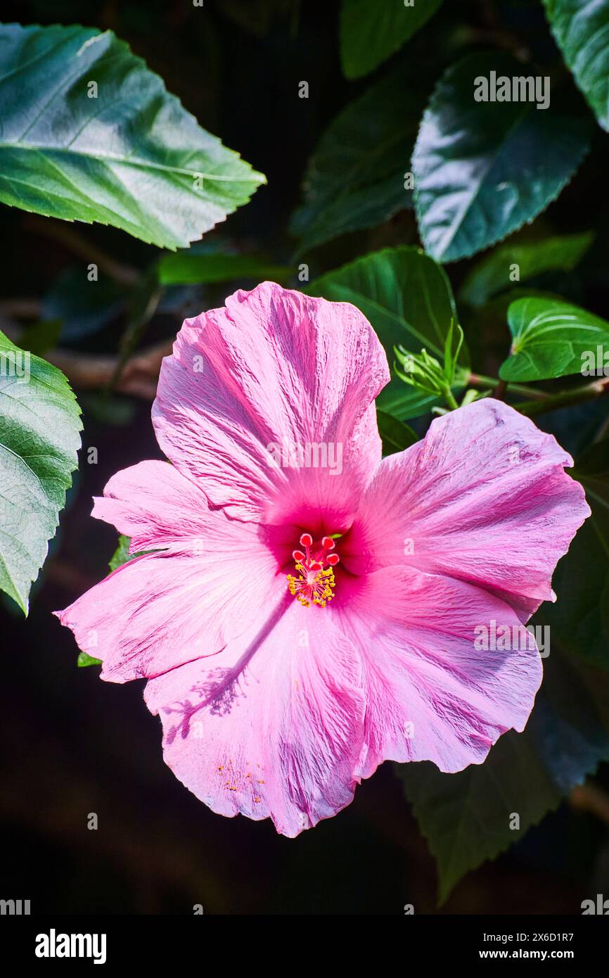 Vibrant Pink Hibiscus Close-Up with Lush Green Leaves Stock Photo