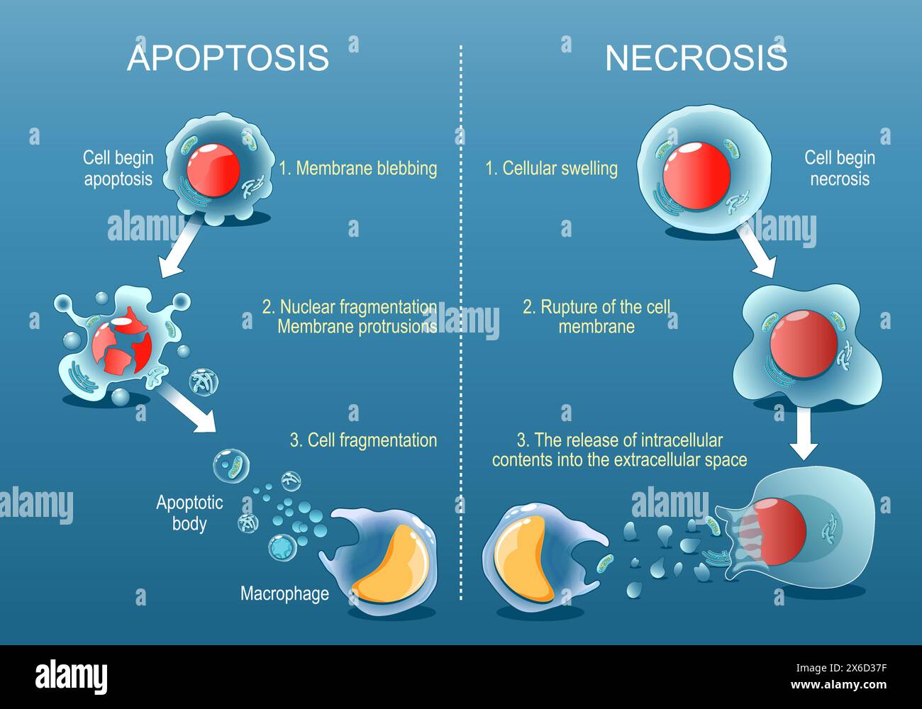 Apoptosis or Necrosis. Difference between necrotic death of a cell, and apoptosis of a cell. Comparison of the premature death of cells and programmed Stock Vector