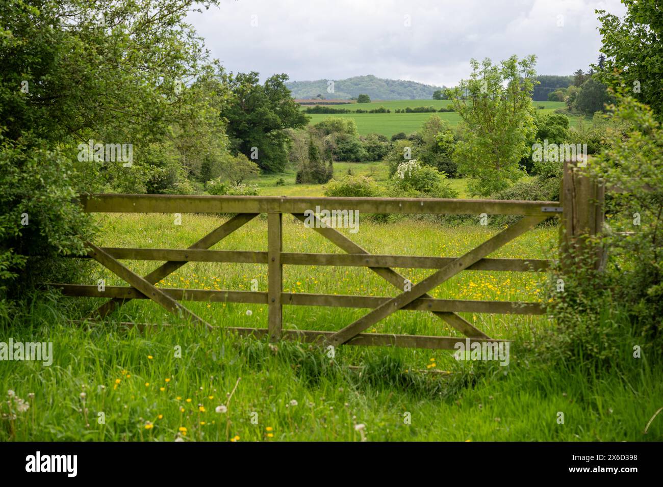 A little used wooden five bar gate in a field surrounded by long grass, buttercups and wild flowers with hills and sky in the background. Stock Photo