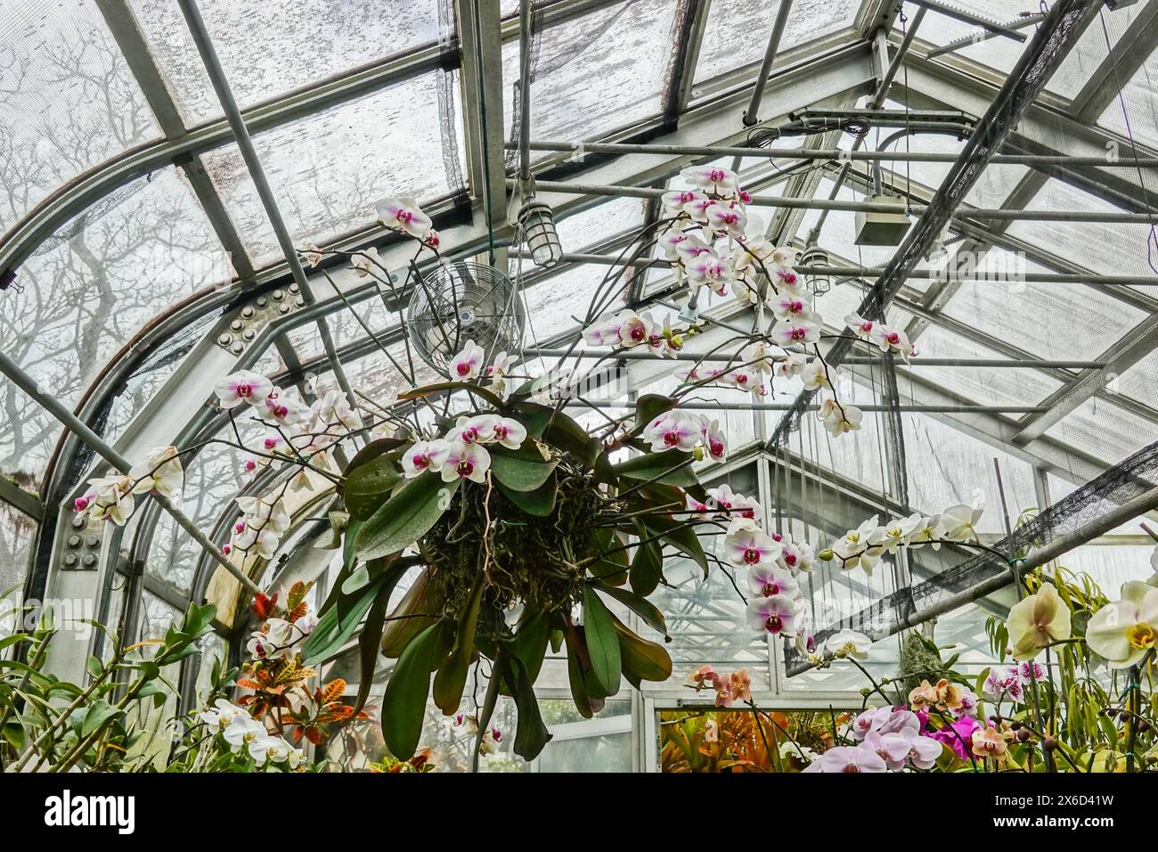 Beautiful Greenhouse Orchids in Spring Stock Photo - Alamy