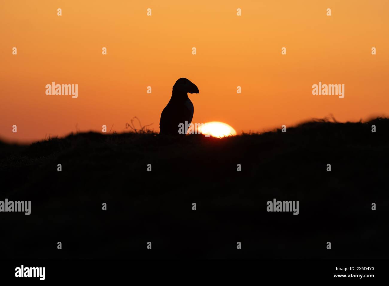Puffin sunrise, Skomer Island, Pembrokeshire Stock Photo