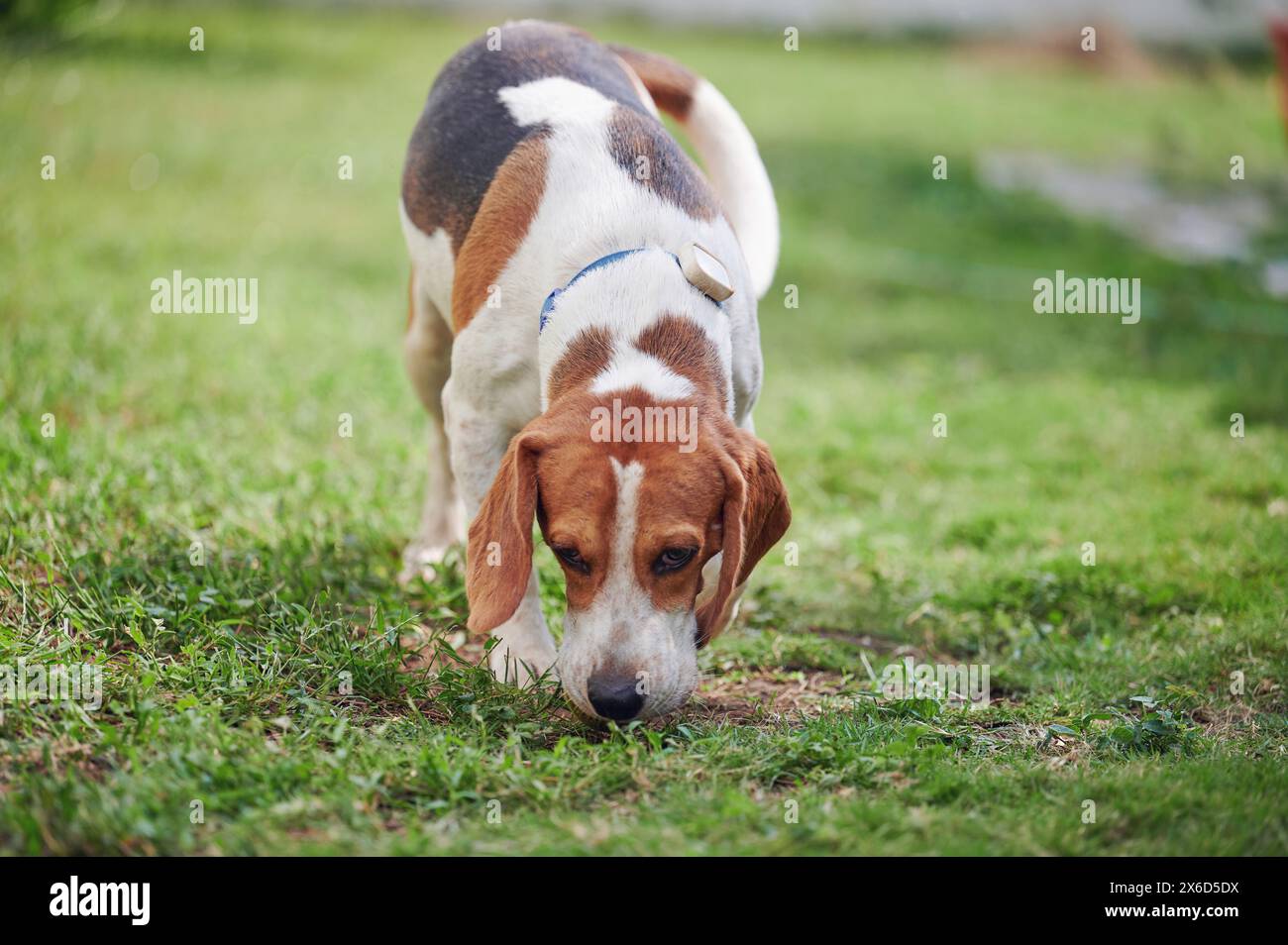 Beagle dog smell ground on green blurred grass background Stock Photo