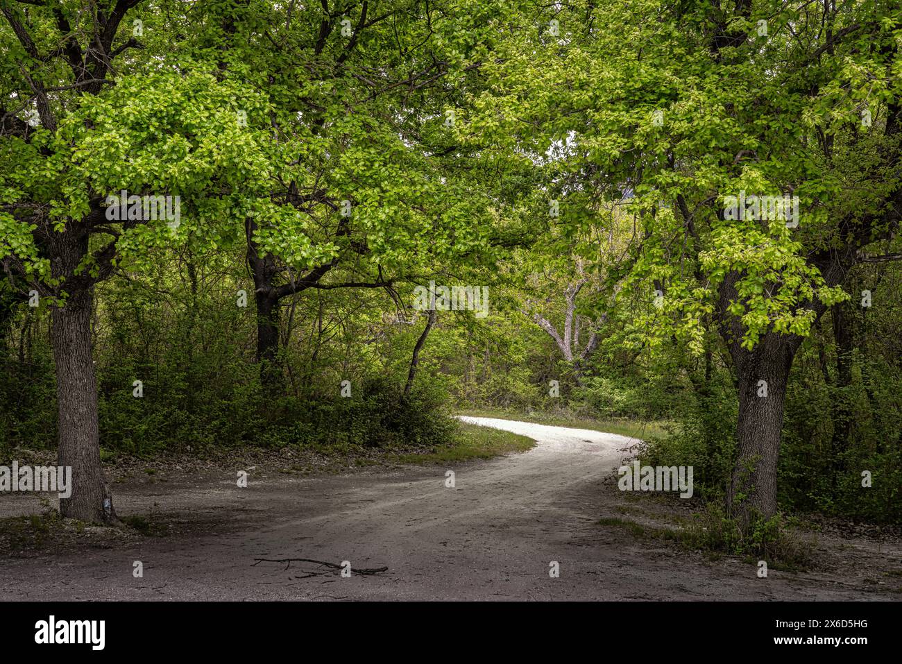 A dirt road winds through the oak forest. Abruzzo, Italy, Europe Stock Photo