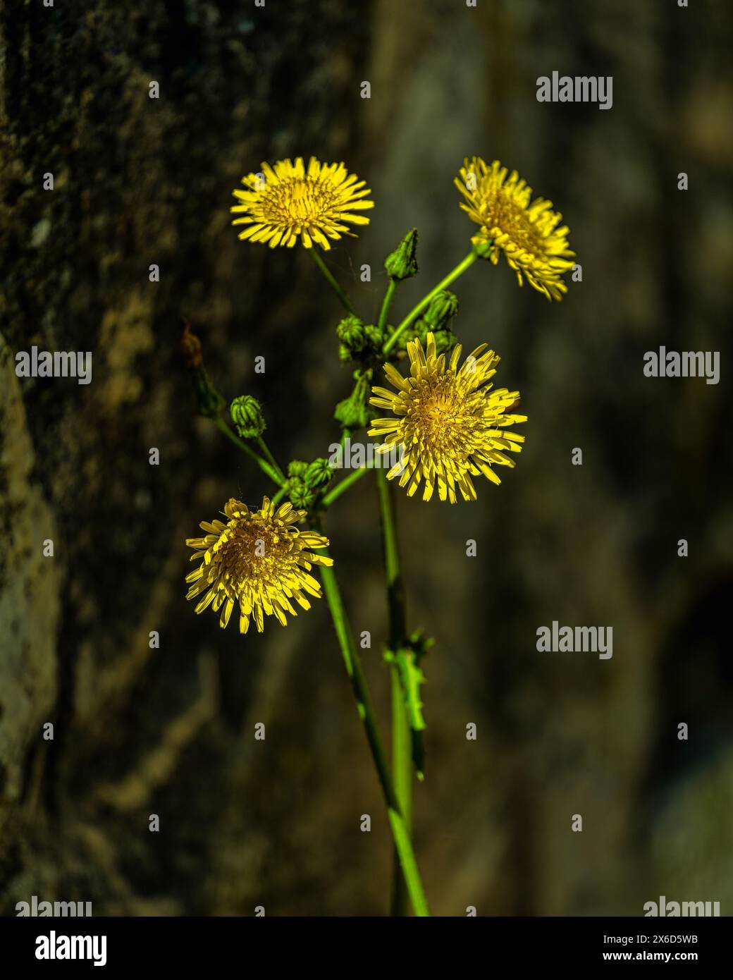 Flowering of Common Grethorn, Sonchus Oleraceus of the Asteraceae family. Abruzzo, Italy, Europe Stock Photo