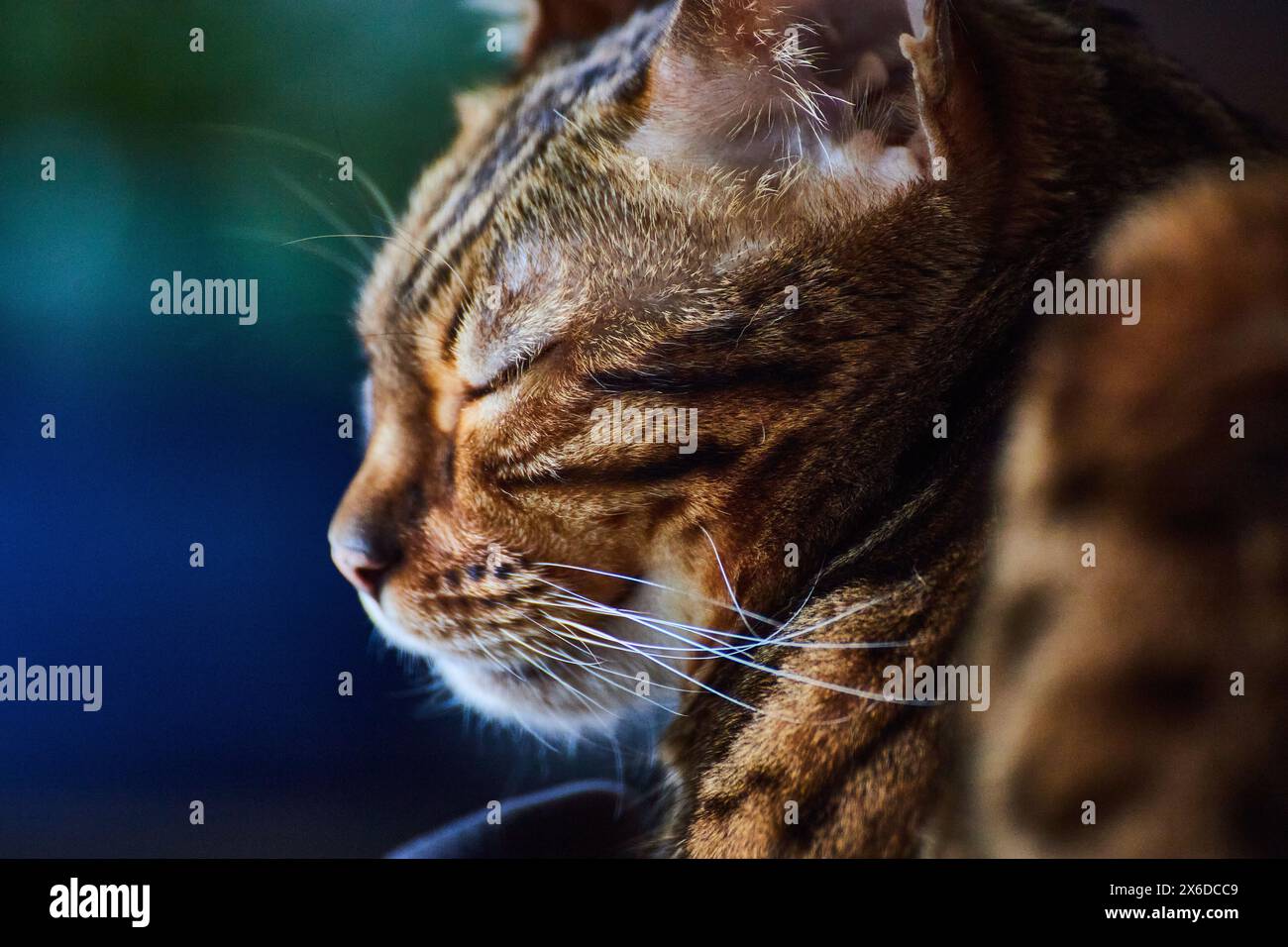 Bengal Cat Grooming Close-Up, Tranquil Indoor Setting Stock Photo