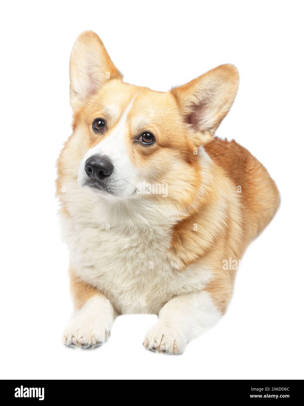 corgi welsh pembroke isolated on white background Stock Photo - Alamy