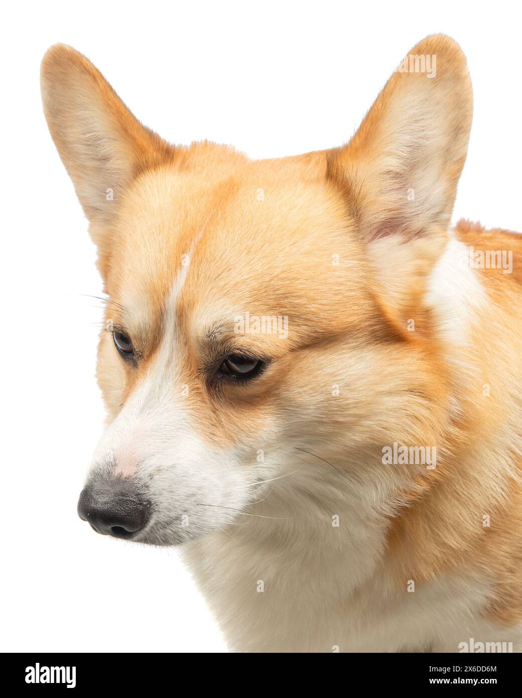 corgi welsh pembroke isolated on white background Stock Photo - Alamy