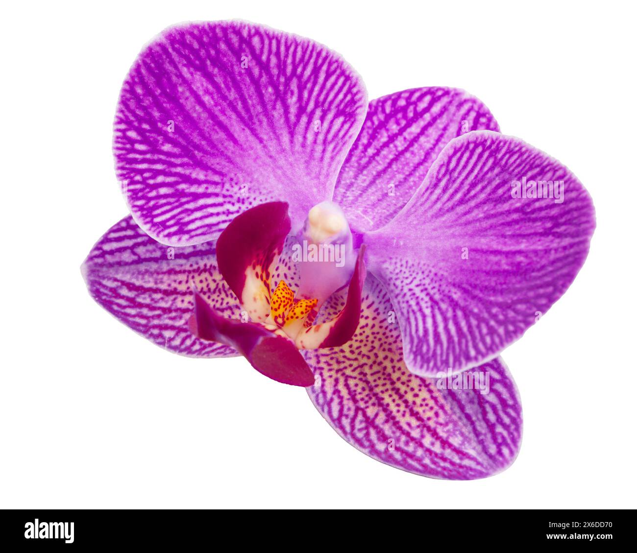 Purple orchid flower with veins isolated on a white background Stock