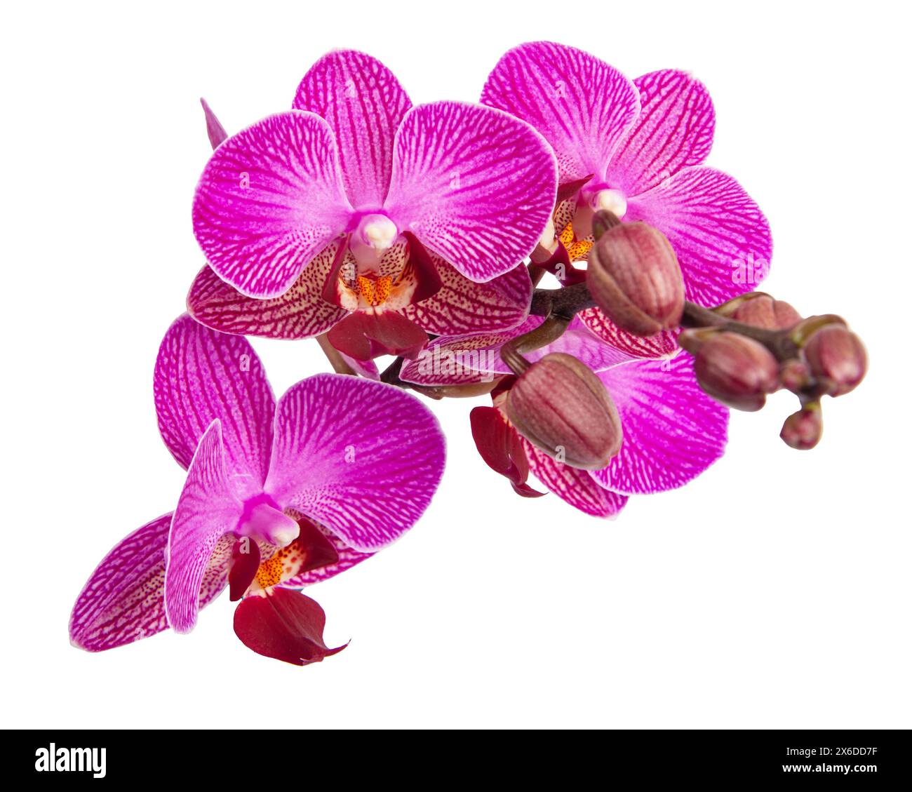 Purple orchid flower with veins isolated on a white background Stock