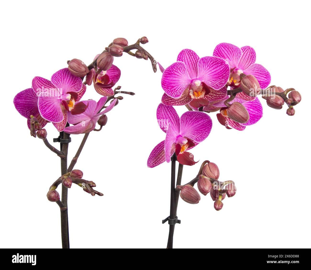 Purple orchid flower with veins isolated on a white background Stock