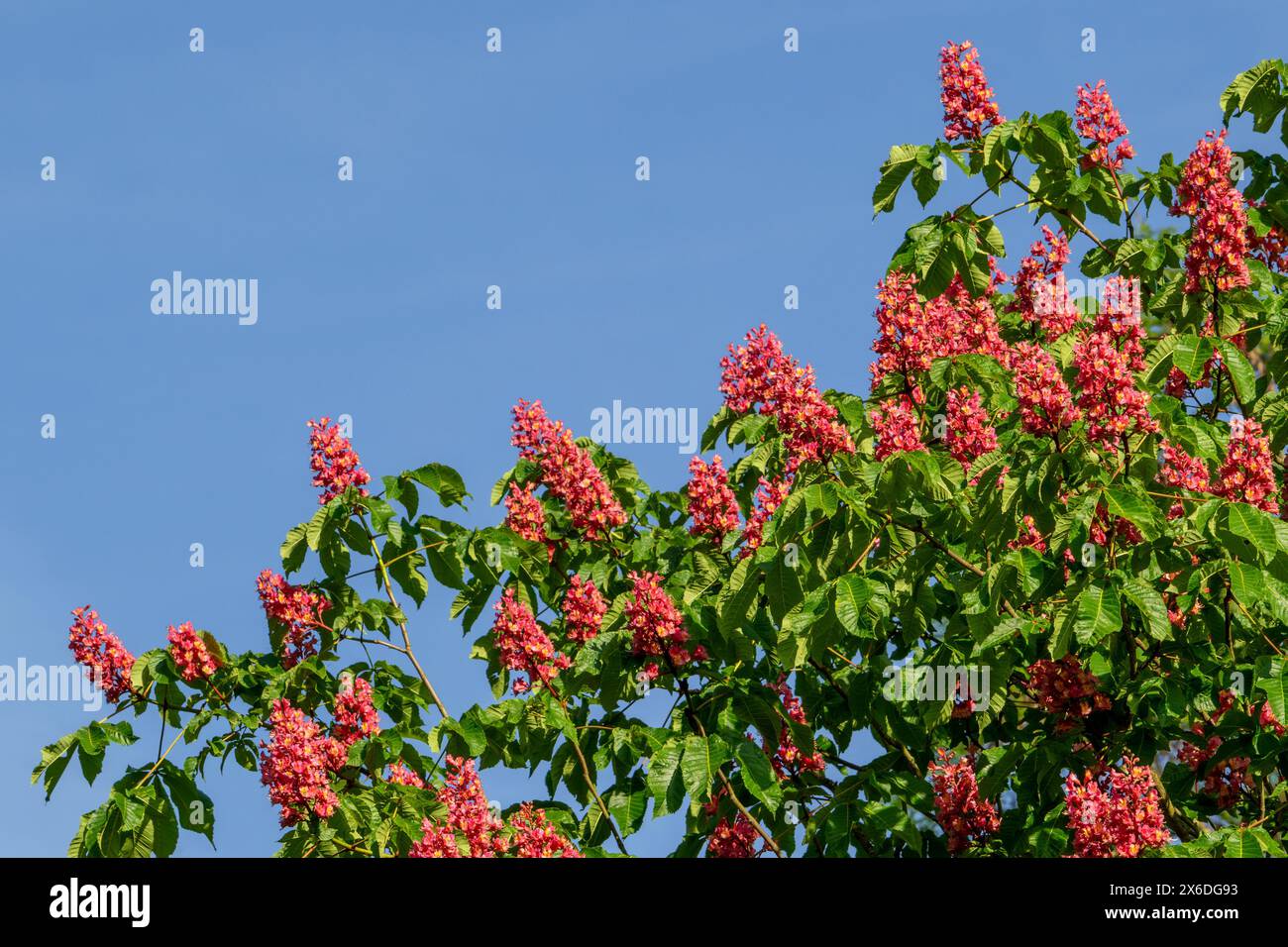 Blooming red horse-chestnut (Aesculus × carnea) artificial hybrid tree ...