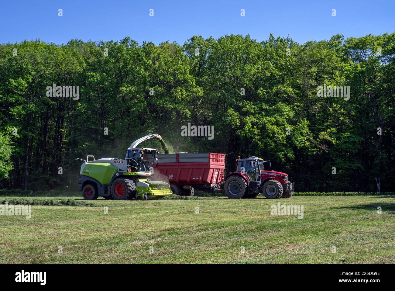 Tractor with trailer running beside Claas Jaguar 870 forage harvester / self-propelled silage chopper harvesting grass from meadow / pasture Stock Photo