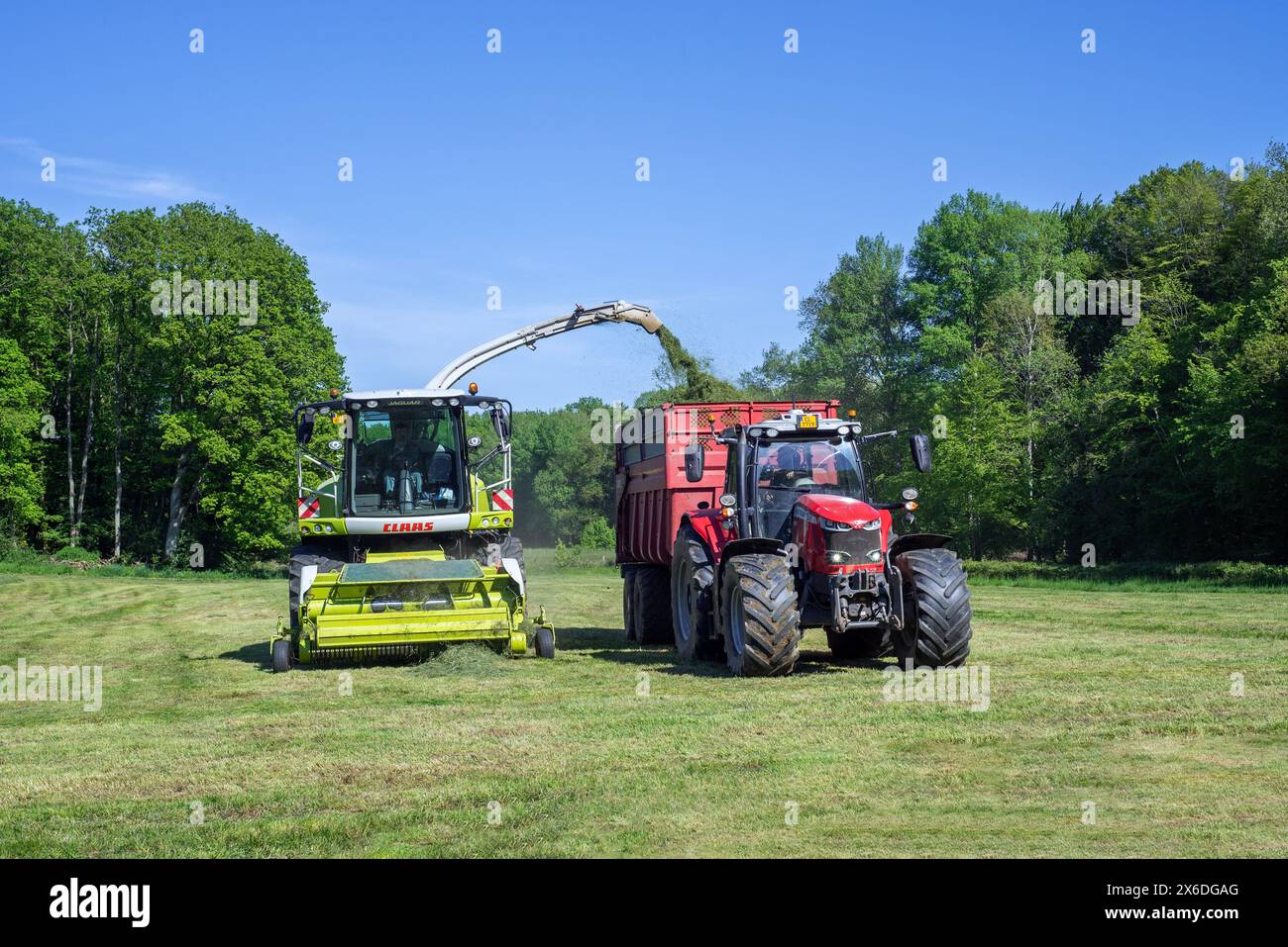 Tractor with trailer running beside Claas Jaguar 870 forage harvester / self-propelled silage chopper harvesting grass from meadow / pasture Stock Photo