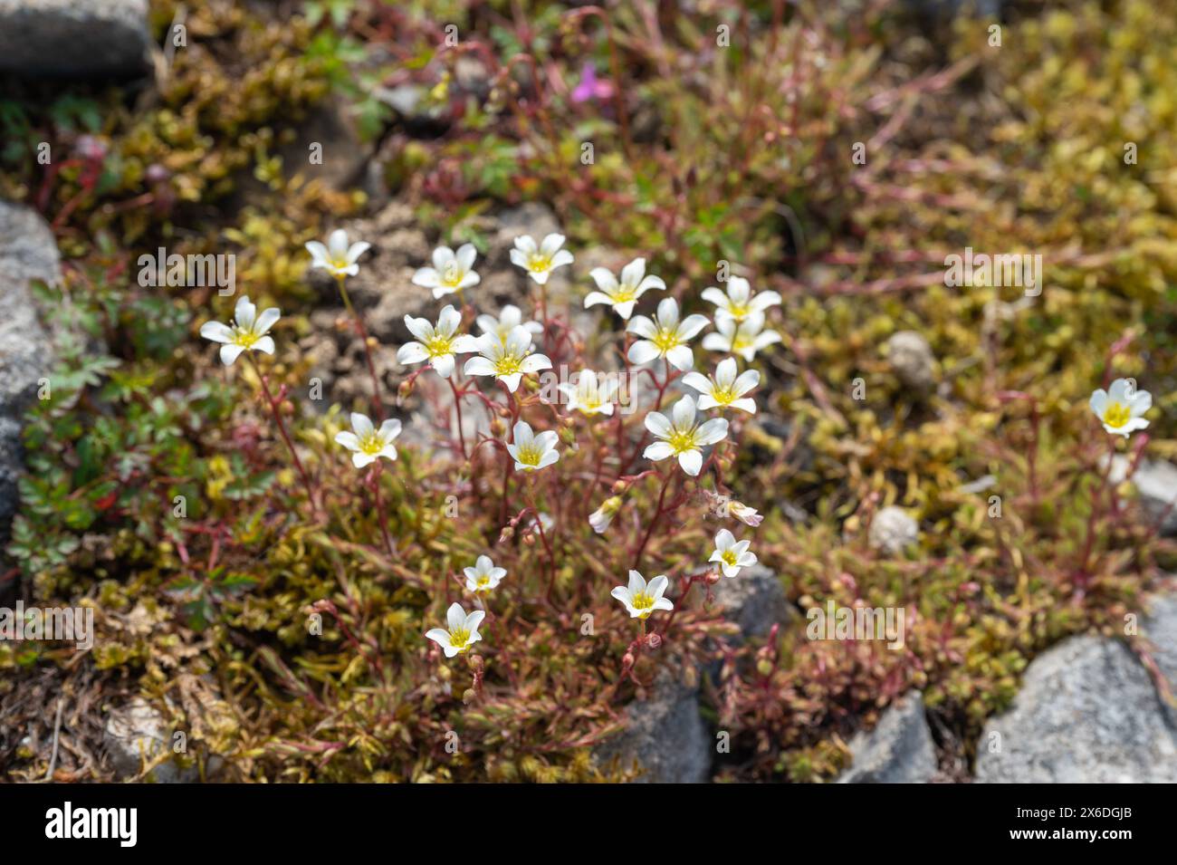 Mossy saxifrage (Saxifraga hypnoides) growing in lime-rich soils in Craig y Cilau NNR Stock Photo