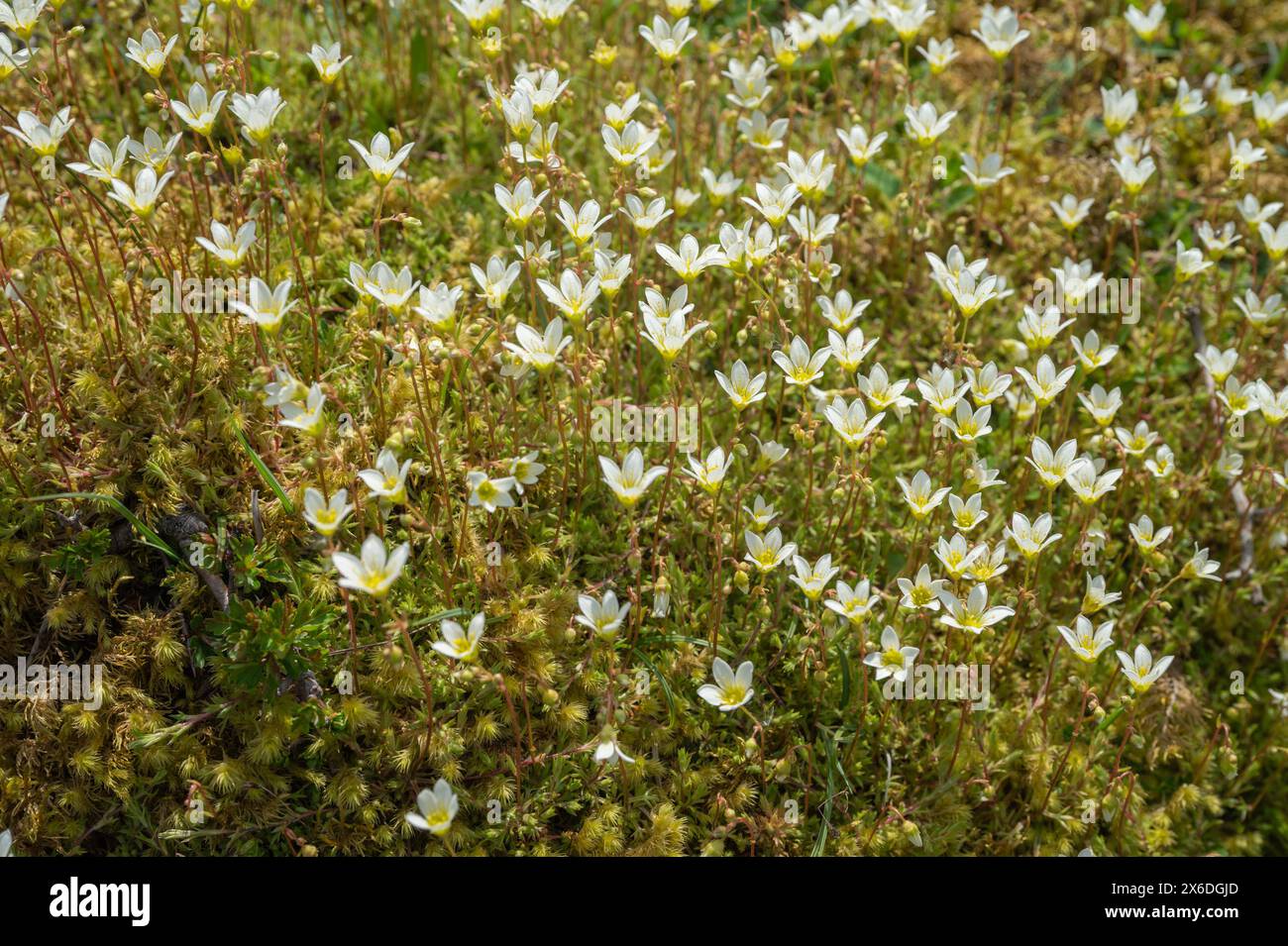 Mossy saxifrage (Saxifraga hypnoides) growing in lime-rich soils in Craig y Cilau NNR Stock Photo