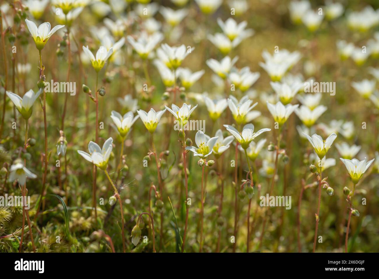 Mossy saxifrage (Saxifraga hypnoides) growing in lime-rich soils in Craig y Cilau NNR Stock Photo