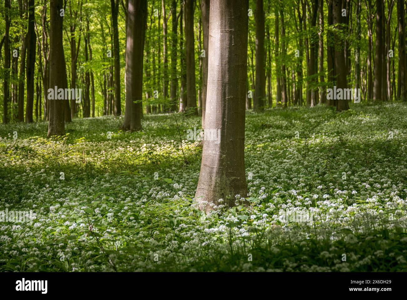 Wildhams forest hi-res stock photography and images - Alamy