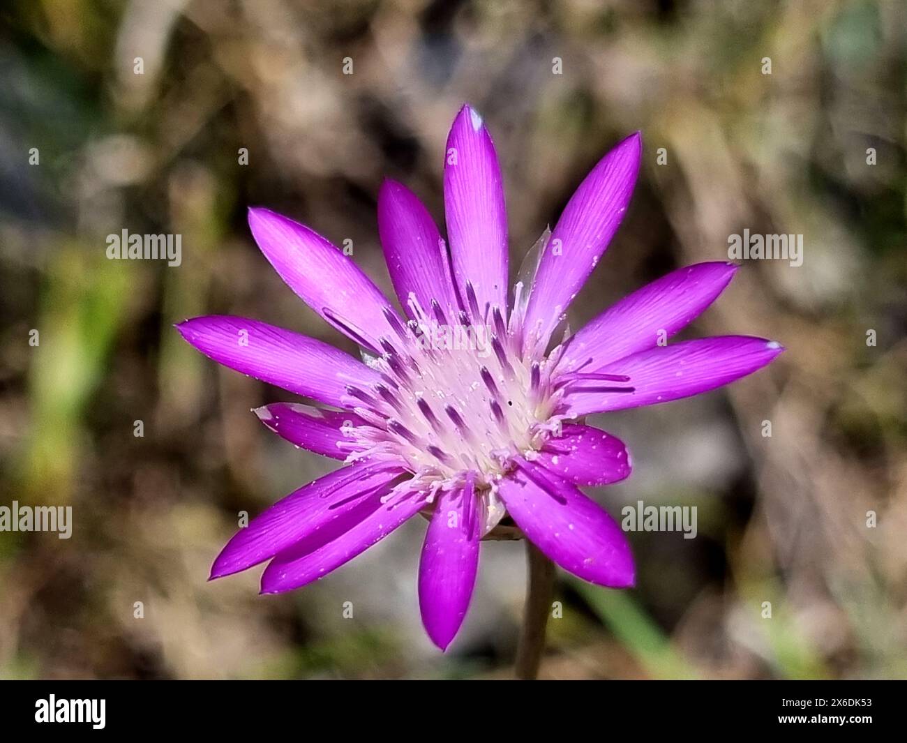 Purple - lilac colored xeranthemum squarrosum flower Stock Photo