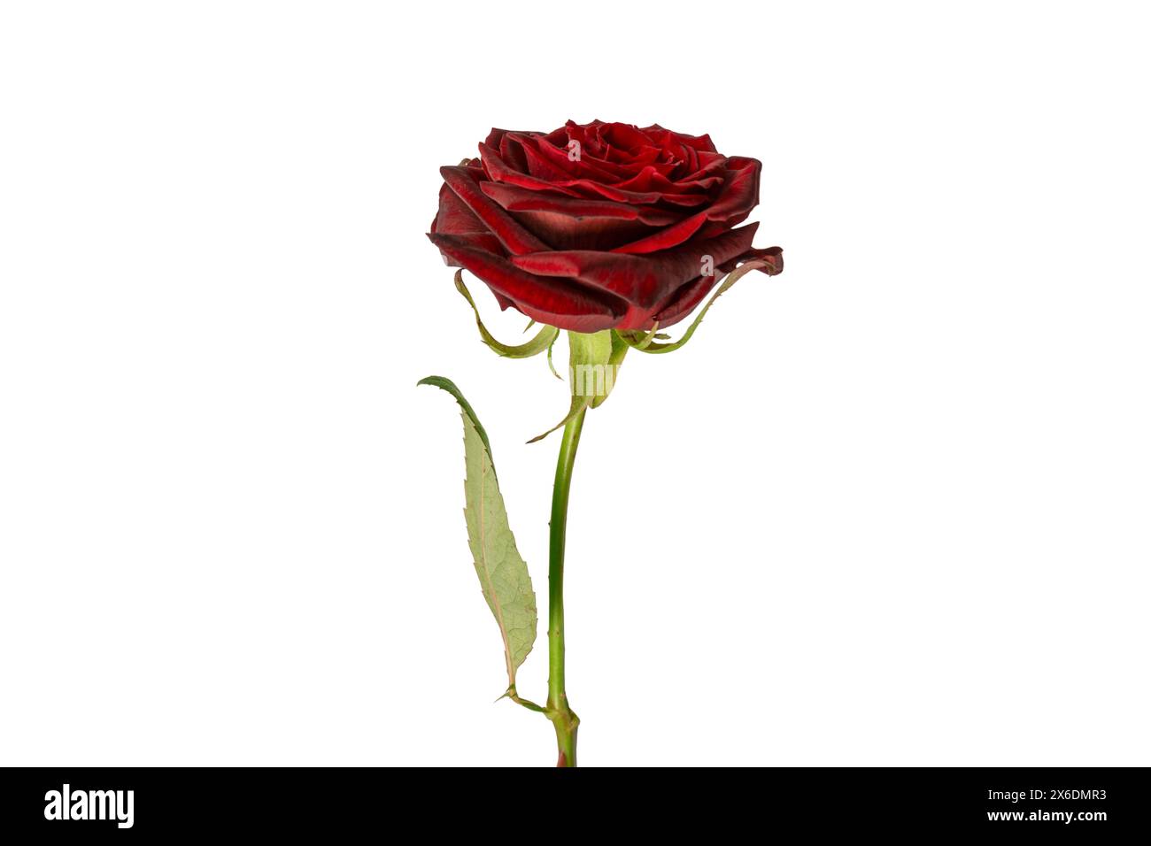 Beautiful red rose isolated on a white background Stock Photo - Alamy