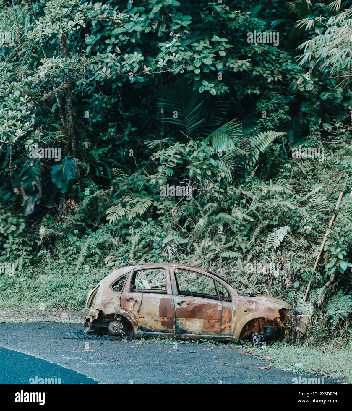 Rusty abandoned car surrounded by lush tropical vegetation on the roadside in Martinique, highlighting the contrast between nature and man-made object Stock Photo
