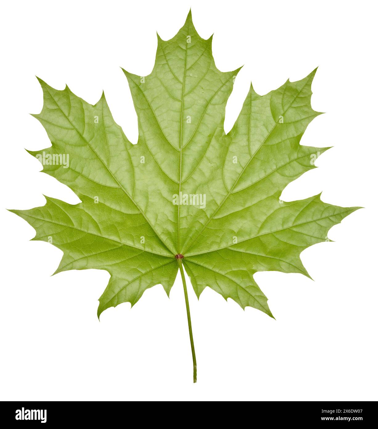 Green Norway maple leaf on isolated background, back side Stock Photo