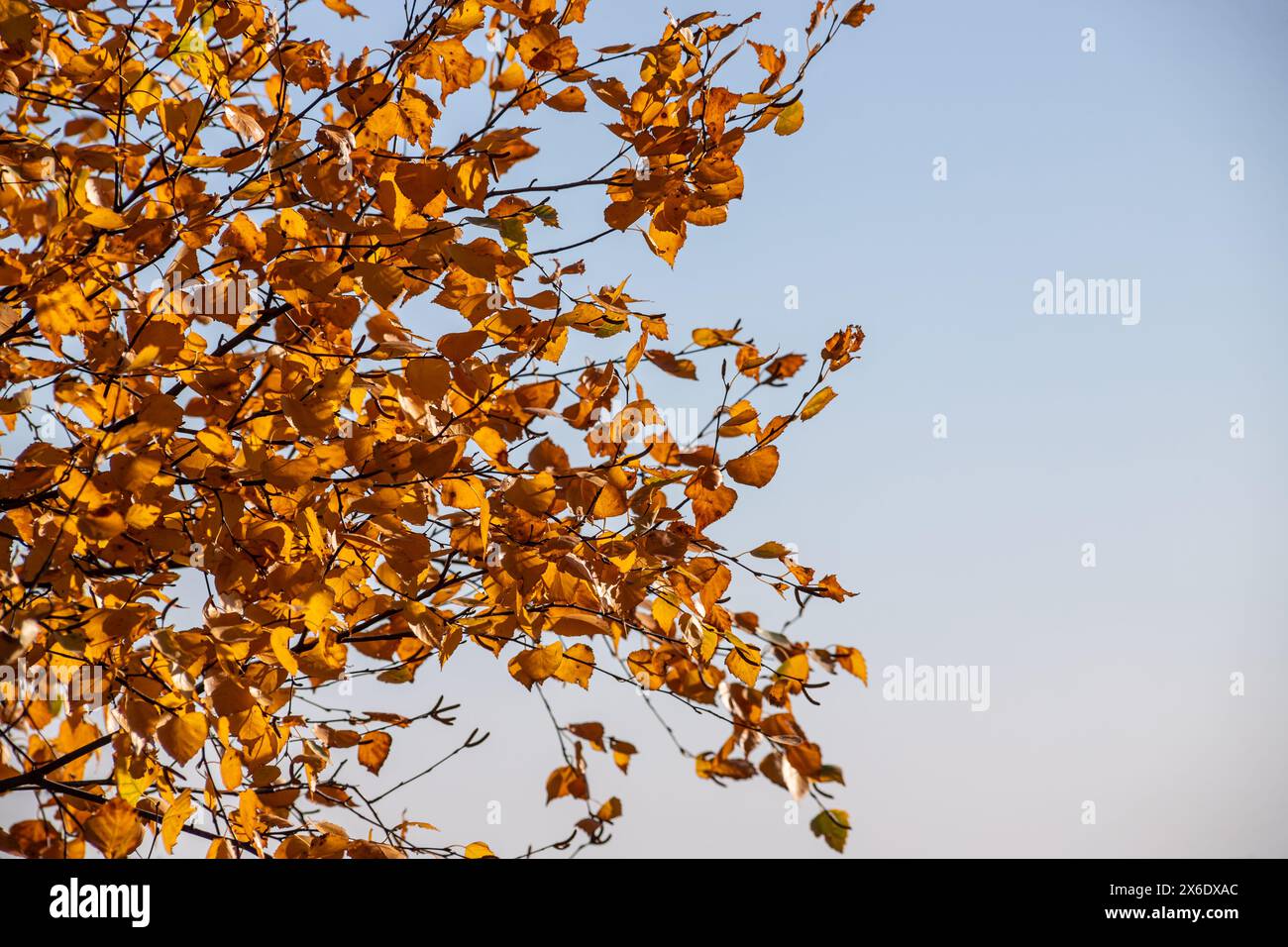 Birch crown with yellow leaves against the blue sky. Autumn tree ...