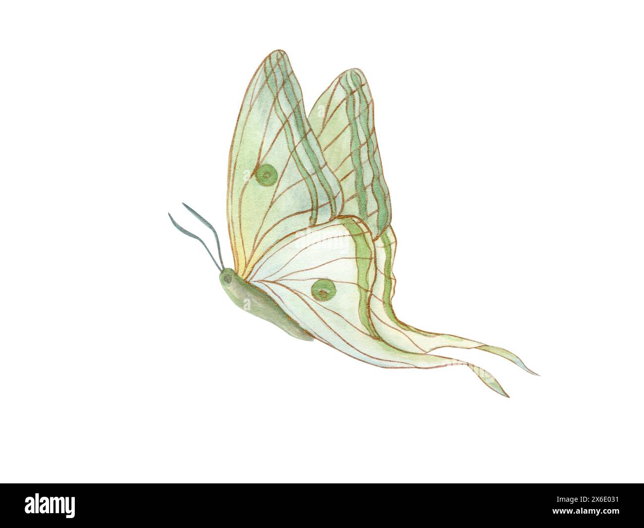 Flying white green butterfly. Abstract watercolor tropical insect. Golden outline. Fantasy object in Art Nouveau style. Hand drawn illustration. Stock Photo
