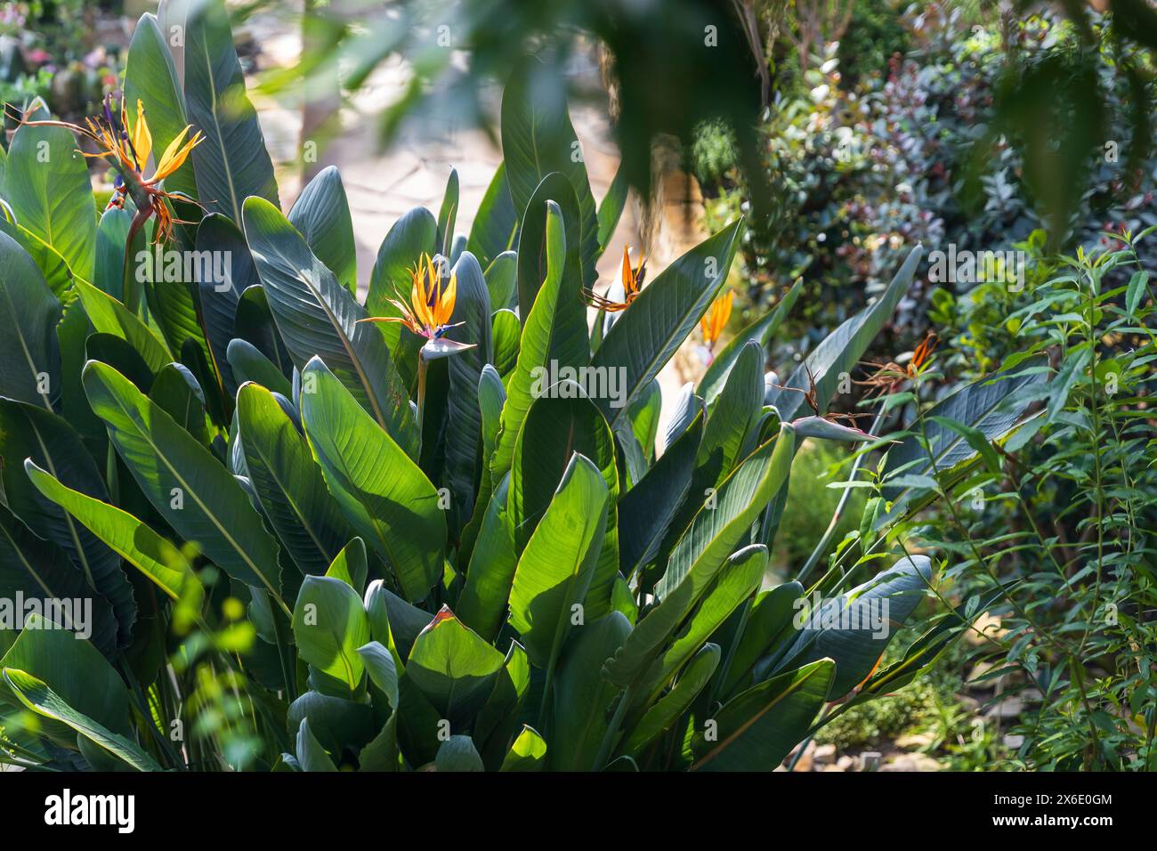 strelitzia nicolai groß kaufen Strelitzia nicolai main image 1
