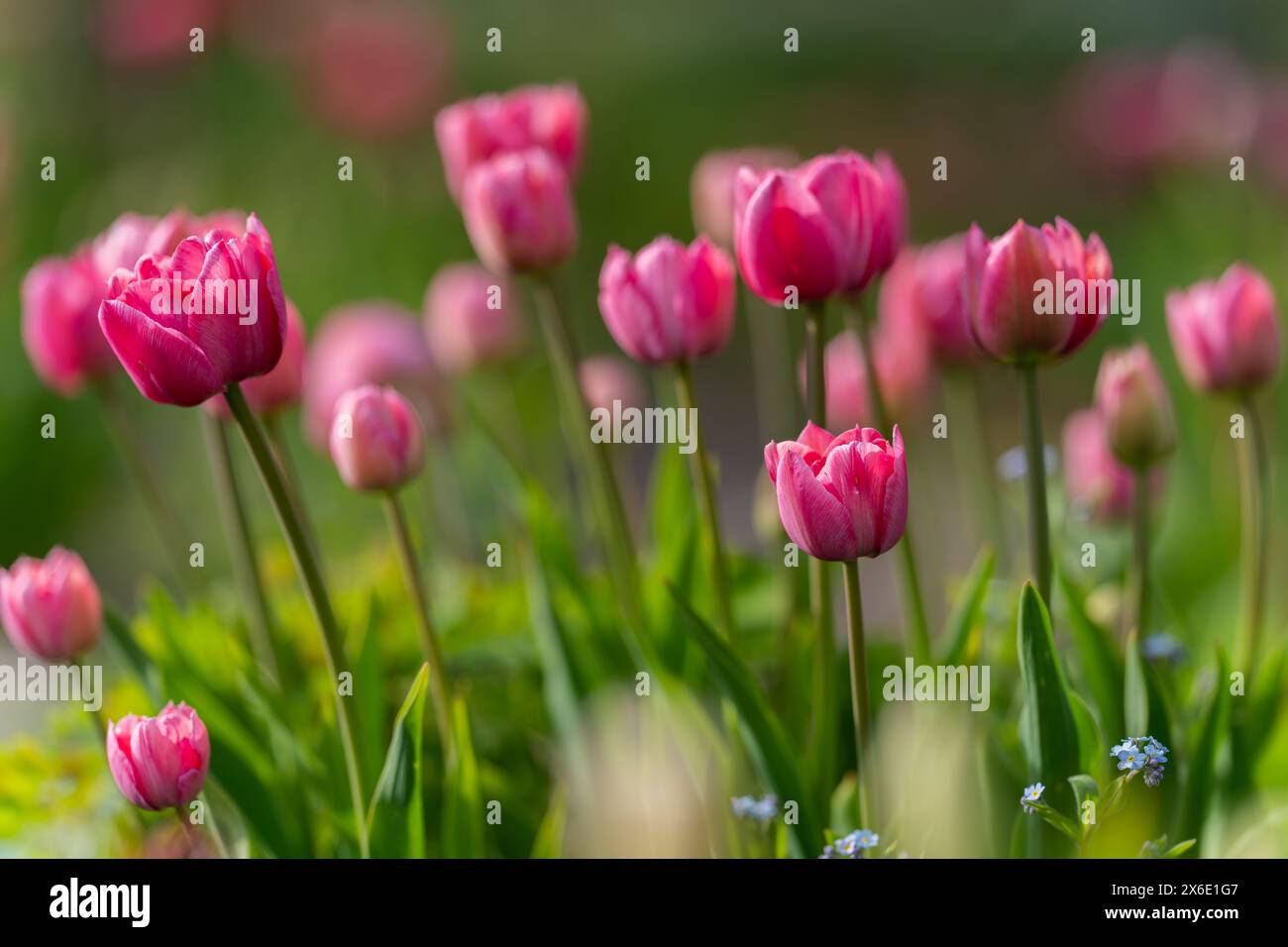 Pink tulips starting to bloom in tulip field in garden. Selective focus ...