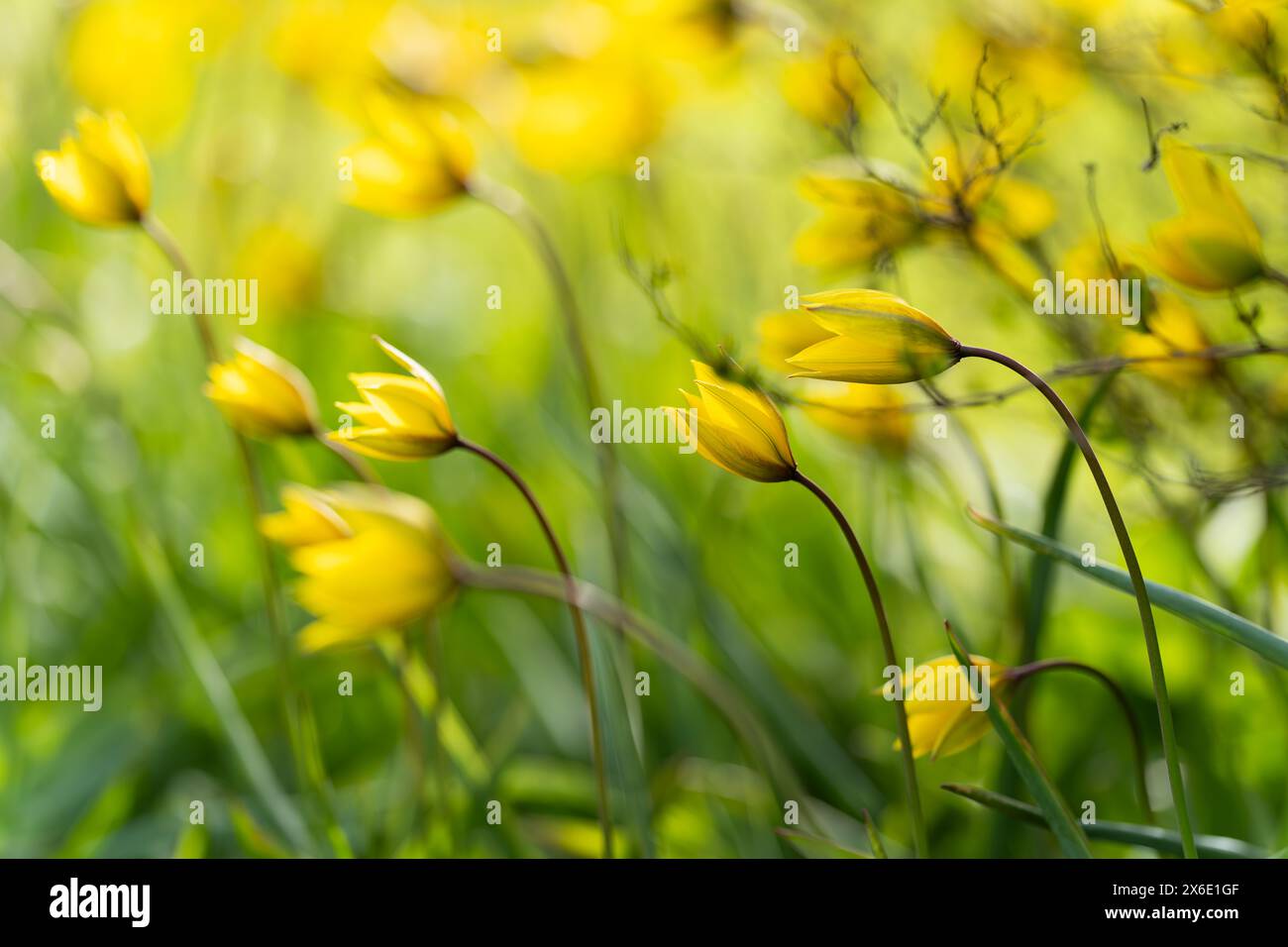 Wild tulips in the wind. Tulipa sylvestris, the wild tulip, or woodland tulip. Old Manor Park. Wallpaper. Selective focus. Stock Photo