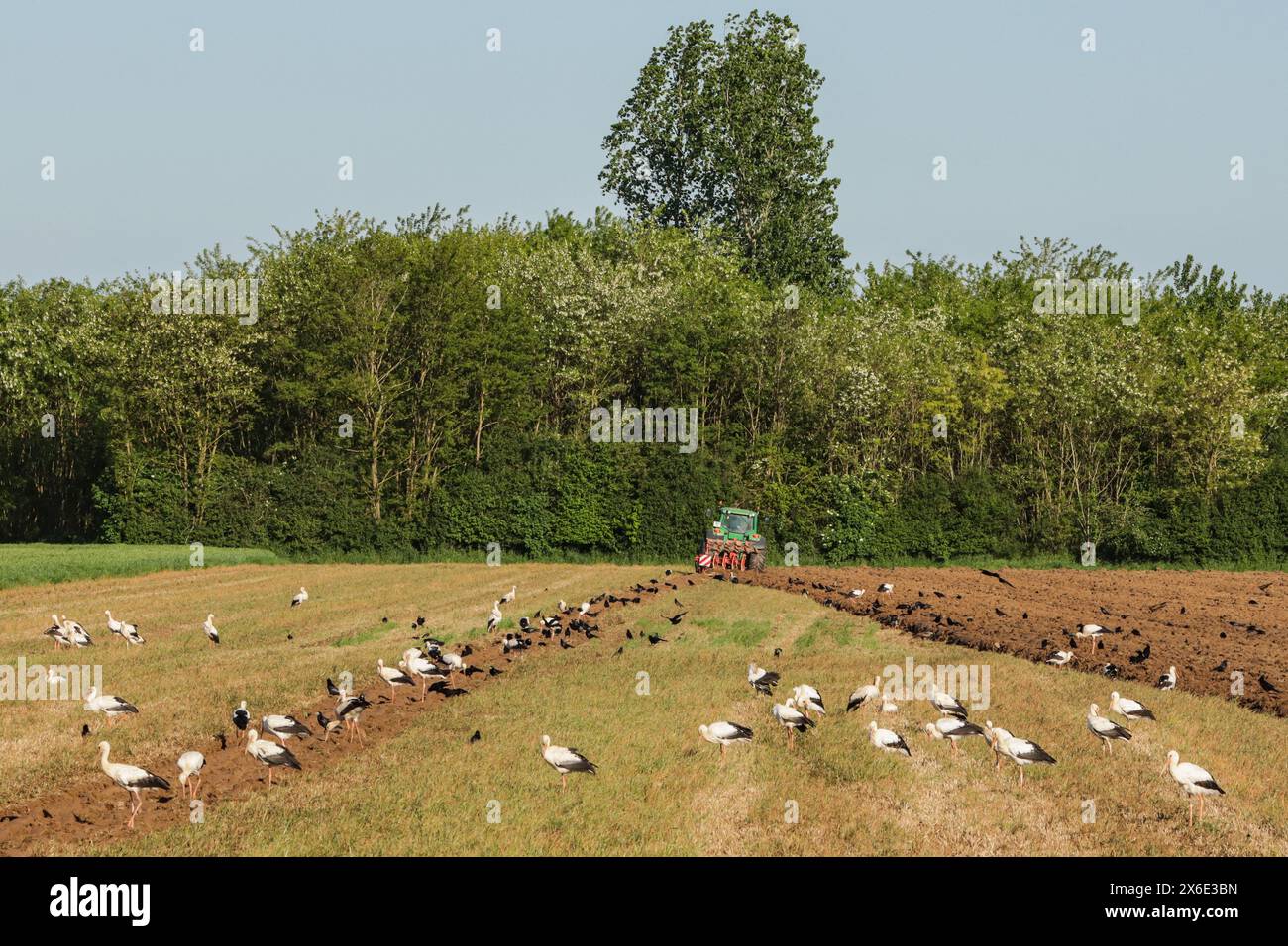 White storks and rooks benefit from plowing the field, France Stock ...
